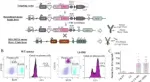 AL Amyloidosis in mice