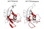 Effect of M-23 and tolcapone on WT-TTR