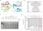 Conformations of SpCas9 residues that could form potential interactions with guide RNA or target DNA, based on SpCas9-sgRNA-target DNA complex structure 